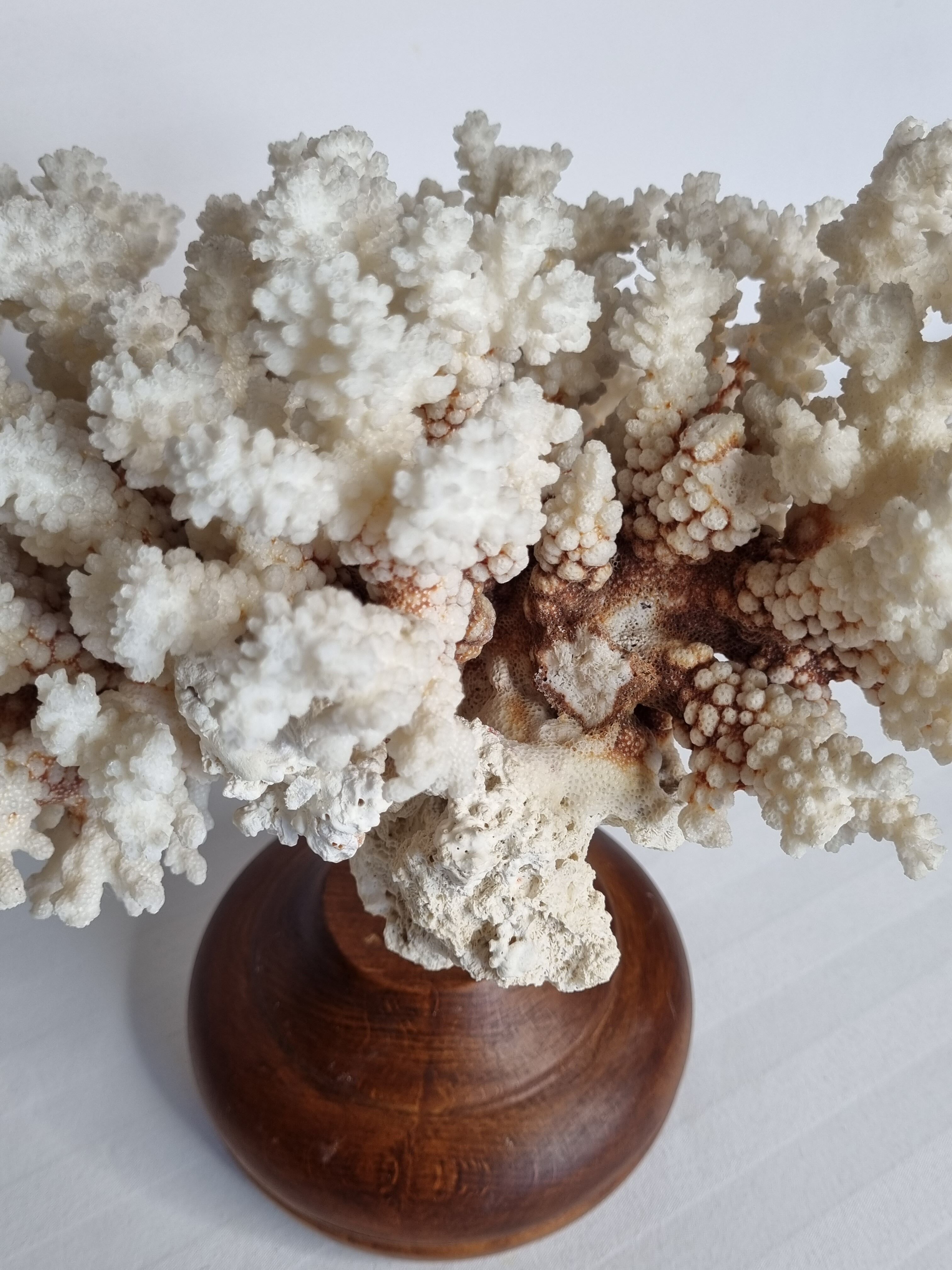 Old white coral in branches on base, 32 cm