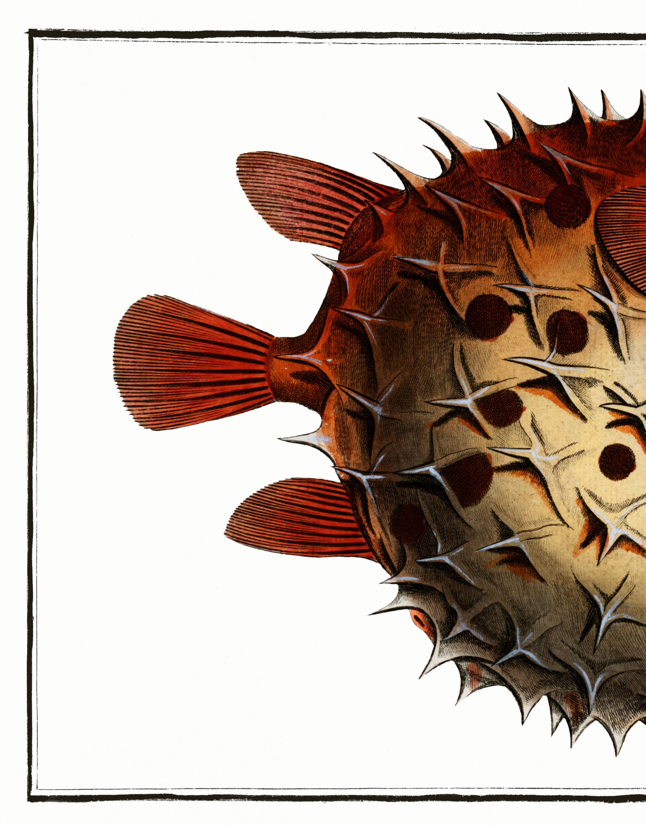 Poster on the spiny pufferfish, based on an old engraving from 1746.