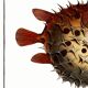 Poster on the spiny pufferfish, based on an old engraving from 1746.
