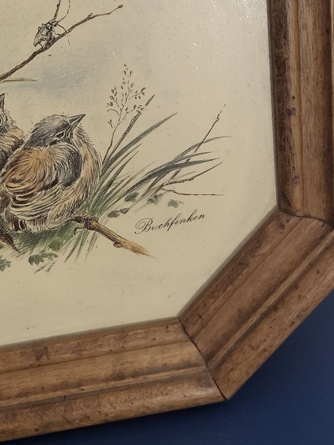 Illustration oiseaux vintage sur panneau