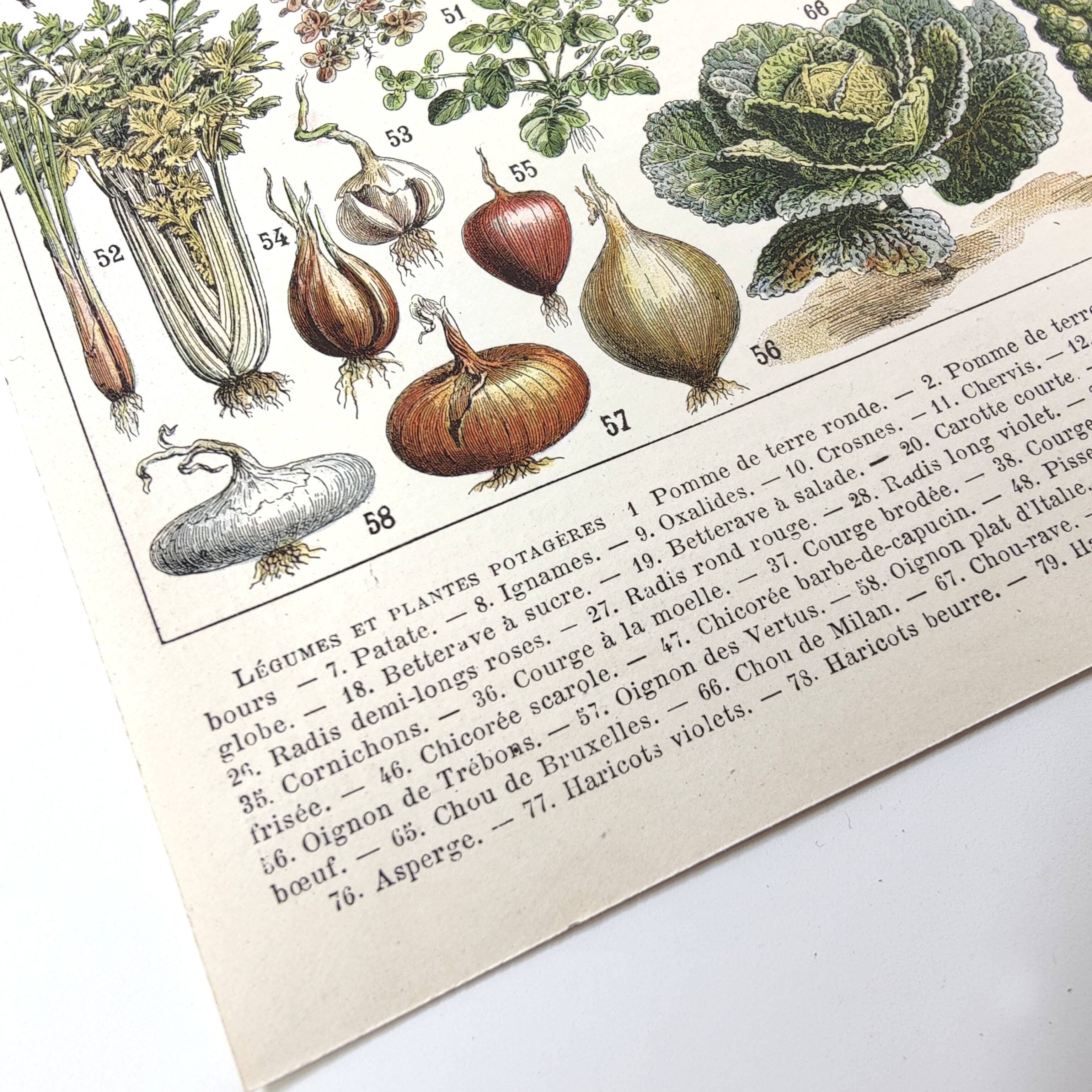 Vintage lithograph plate vegetables and plants from the vegetable garden 1900