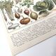 Vintage lithograph plate vegetables and plants from the vegetable garden 1900