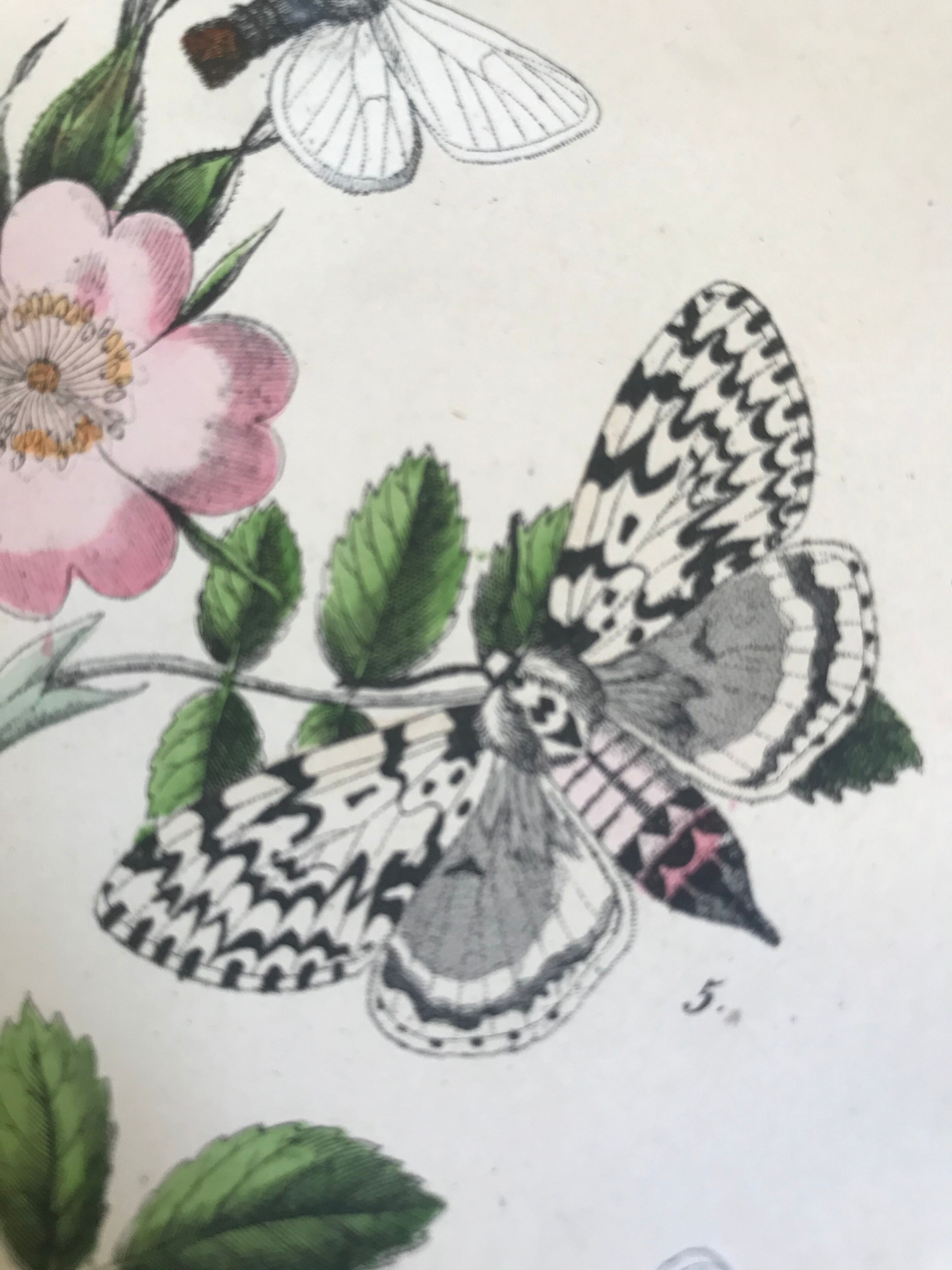 Flower and butterfly boards 1876