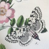 Flower and butterfly boards 1876