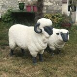 Sheep
