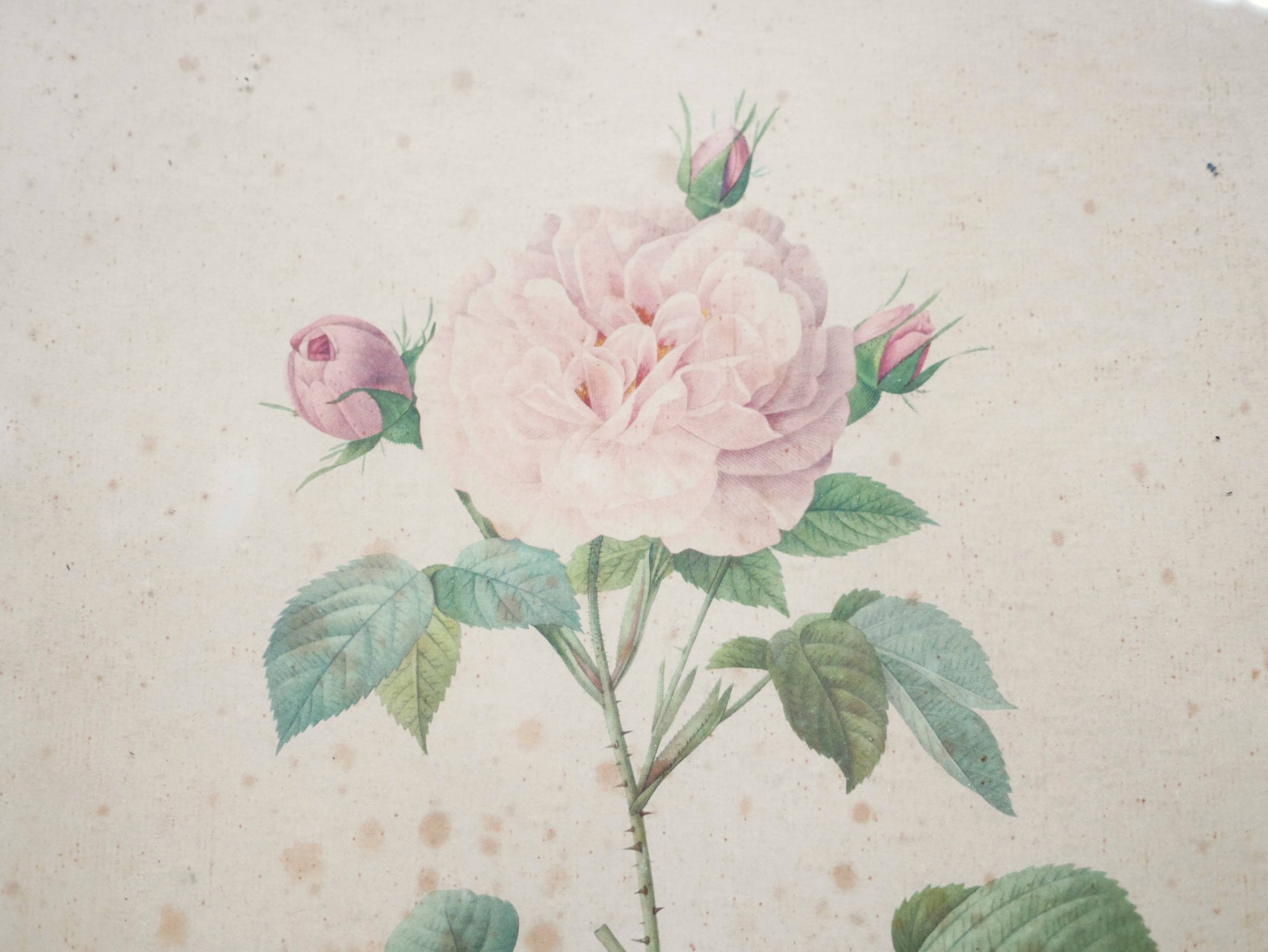 Vintage botanical poster Rosa alba Regalis by P.J.Redouté