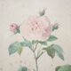 Vintage botanical poster Rosa alba Regalis by P.J.Redouté