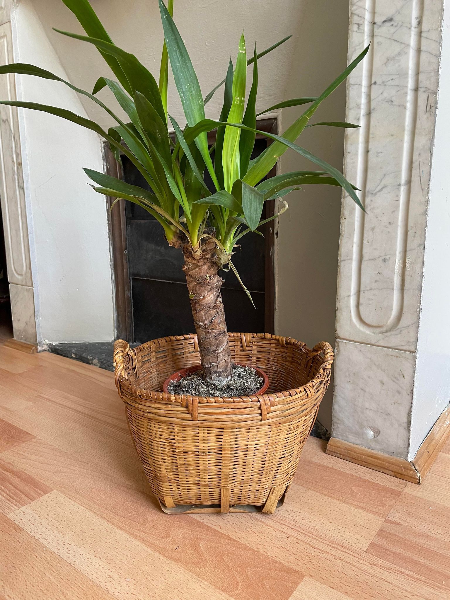 Wicker pot cover