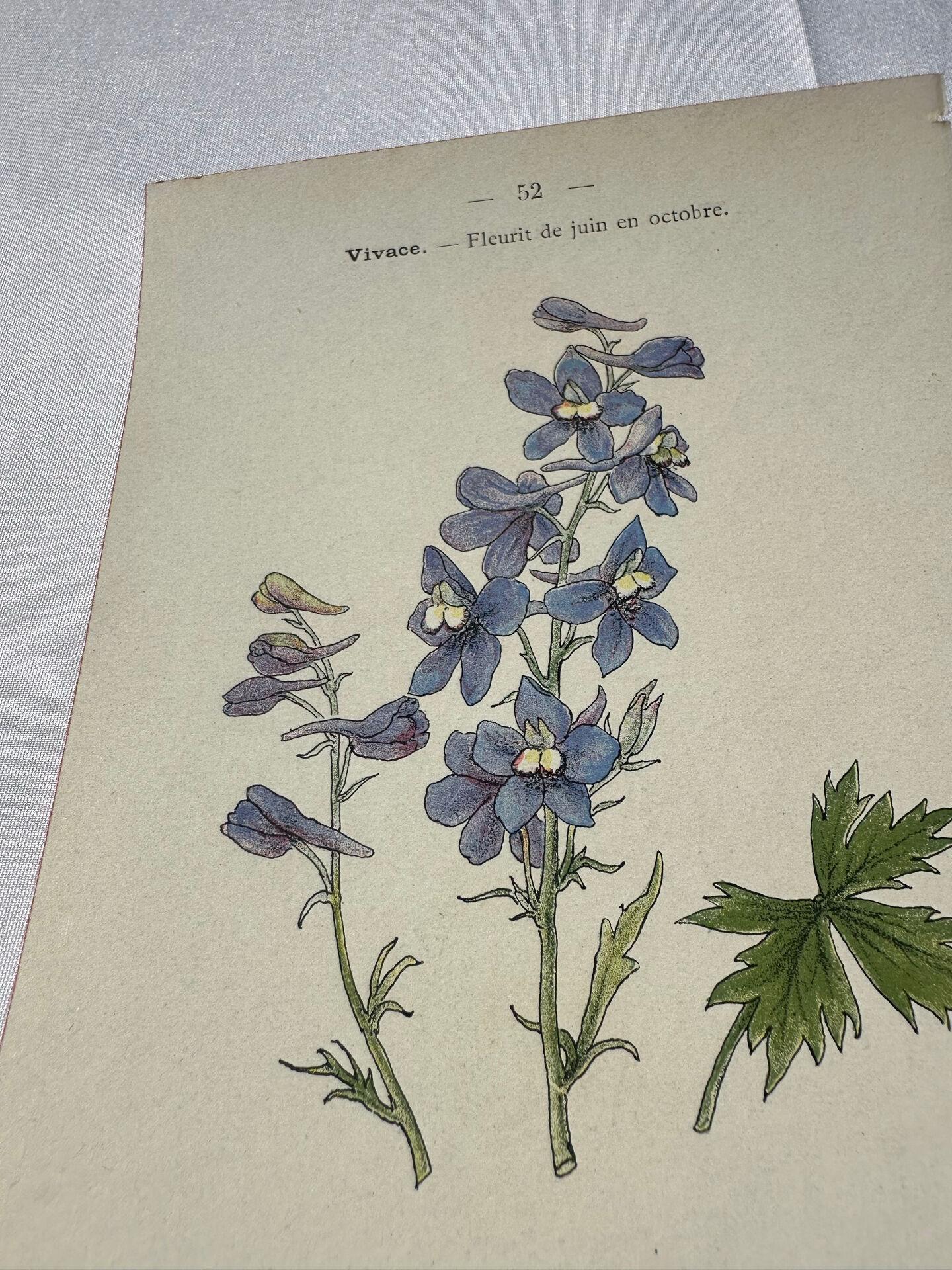 Botanical lithograph French flower double-sided naturalist