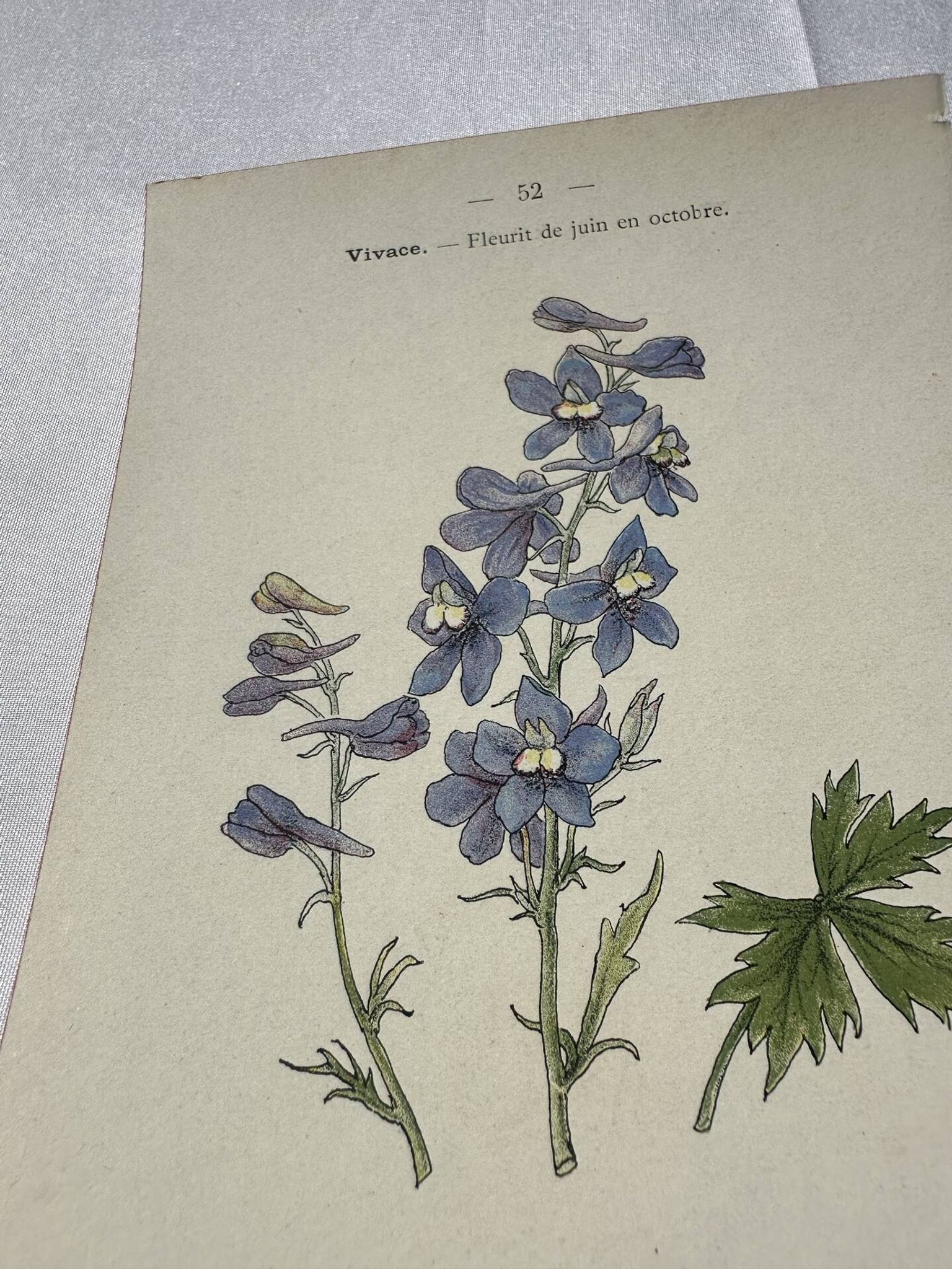 Botanical lithograph French flower double-sided naturalist