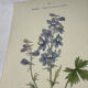 Botanical lithograph French flower double-sided naturalist