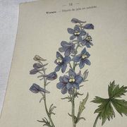 Botanical lithograph French flower double-sided naturalist