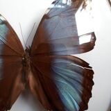 Papillon encadré cadre ovale bombé morpho