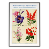 Poster about sage, soapwort, and tiger's mouth