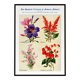Poster about sage, soapwort, and tiger's mouth