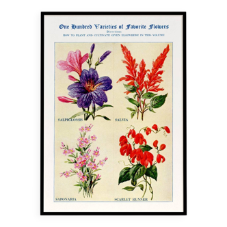 Poster about sage, soapwort, and tiger's mouth