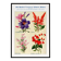 Poster about sage, soapwort, and tiger's mouth