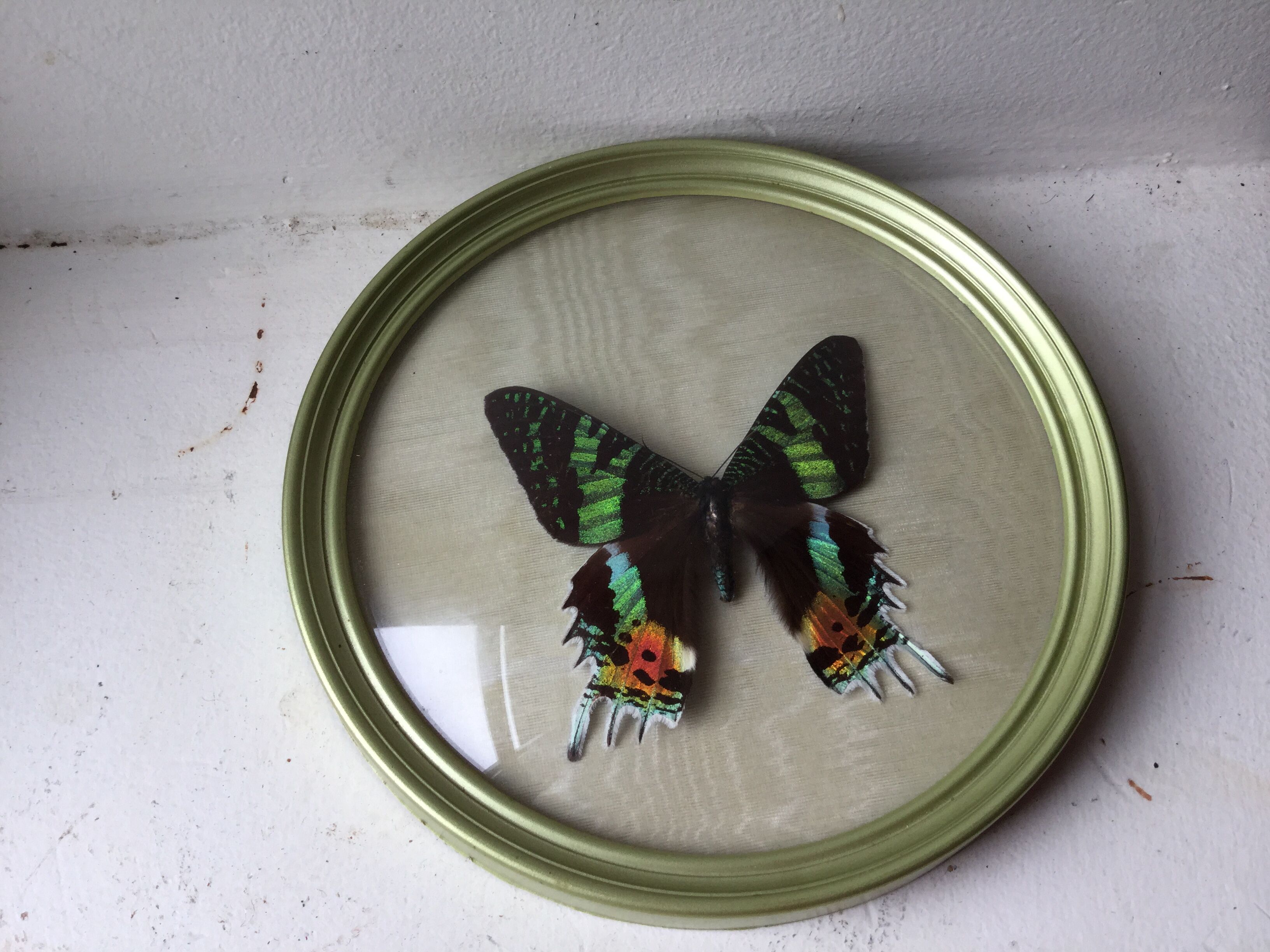 Butterfly bomb round frame
