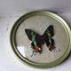 Butterfly bomb round frame