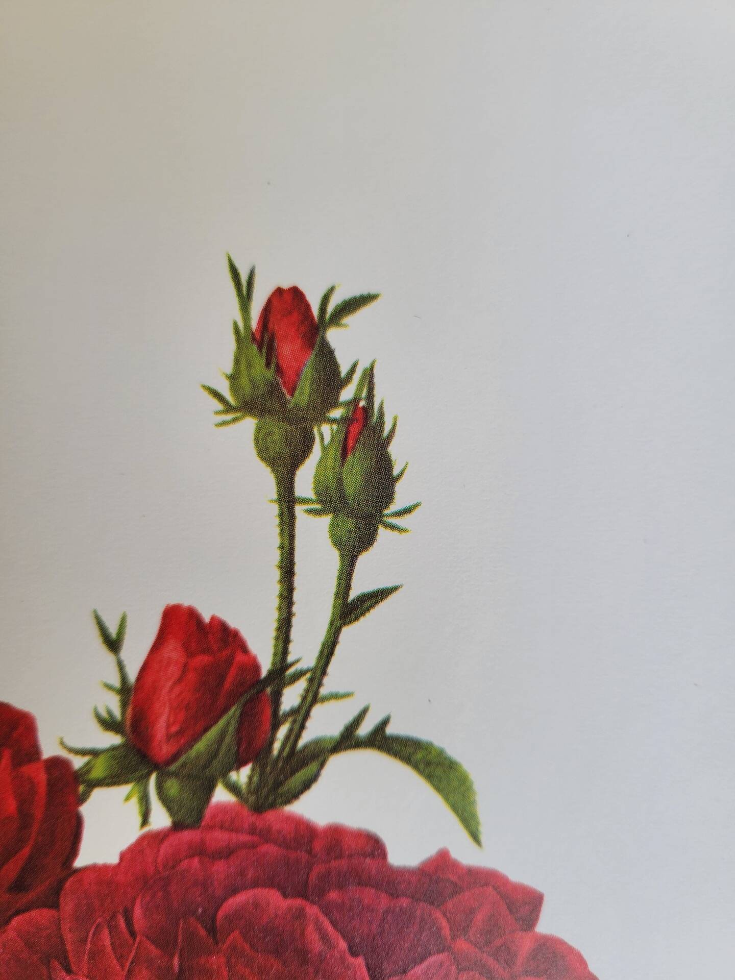 Botanical plate Rose Bishop P. J. Redouté 1960