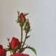 Botanical plate Rose Bishop P. J. Redouté 1960