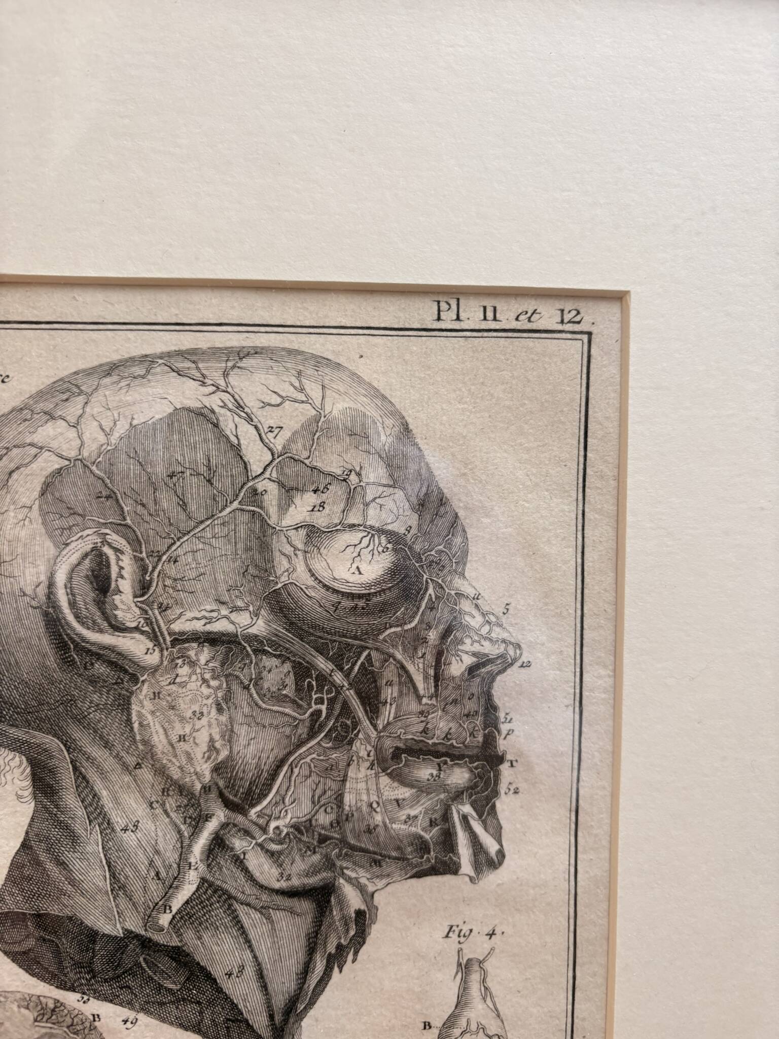 Old Print Engraving 19th Century Framed Anatomy Artery Face Bernard Dixerit