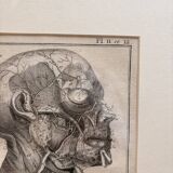 Old Print Engraving 19th Century Framed Anatomy Artery Face Bernard Dixerit