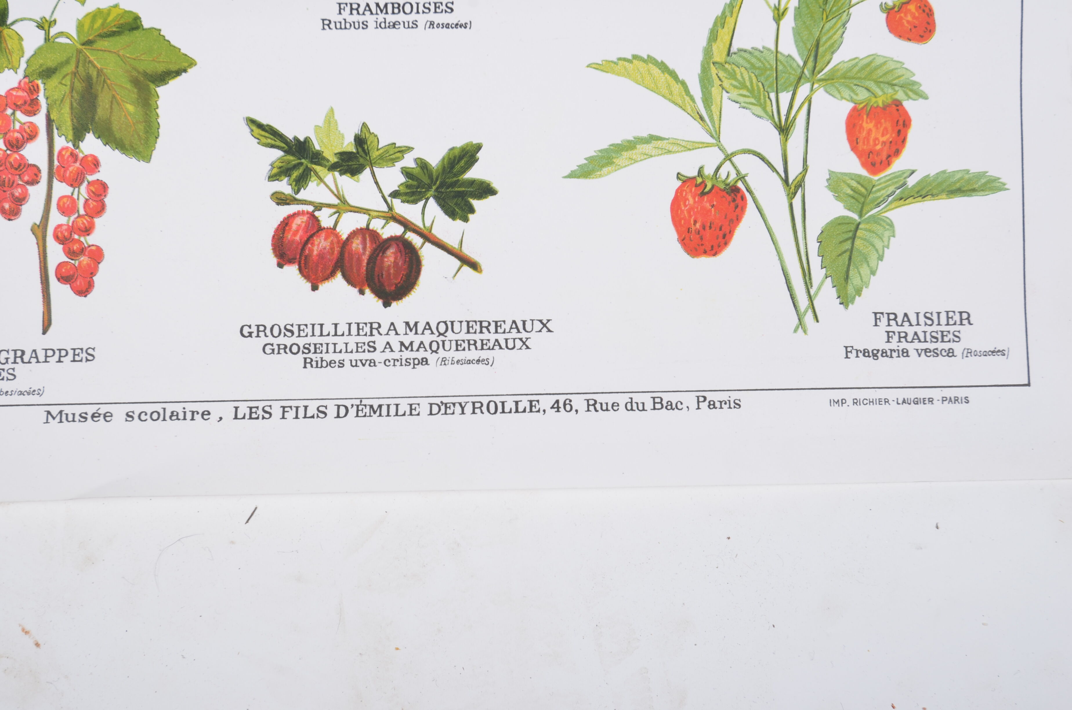 Affiche Deyrolle Fruits N° 532 bis