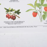 Affiche Deyrolle Fruits N° 532 bis