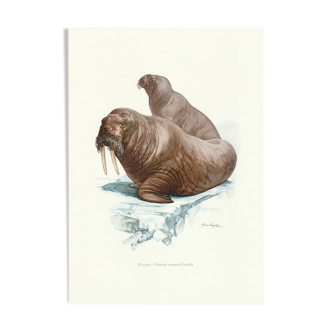 Vintage school print of a walrus