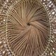 Oval mirror in rattan and wicker, 1970