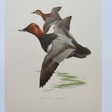 Bird board 60s - Pochard - Vintage ornithological illustration