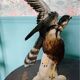 Birds couple of falcons Karl Ens