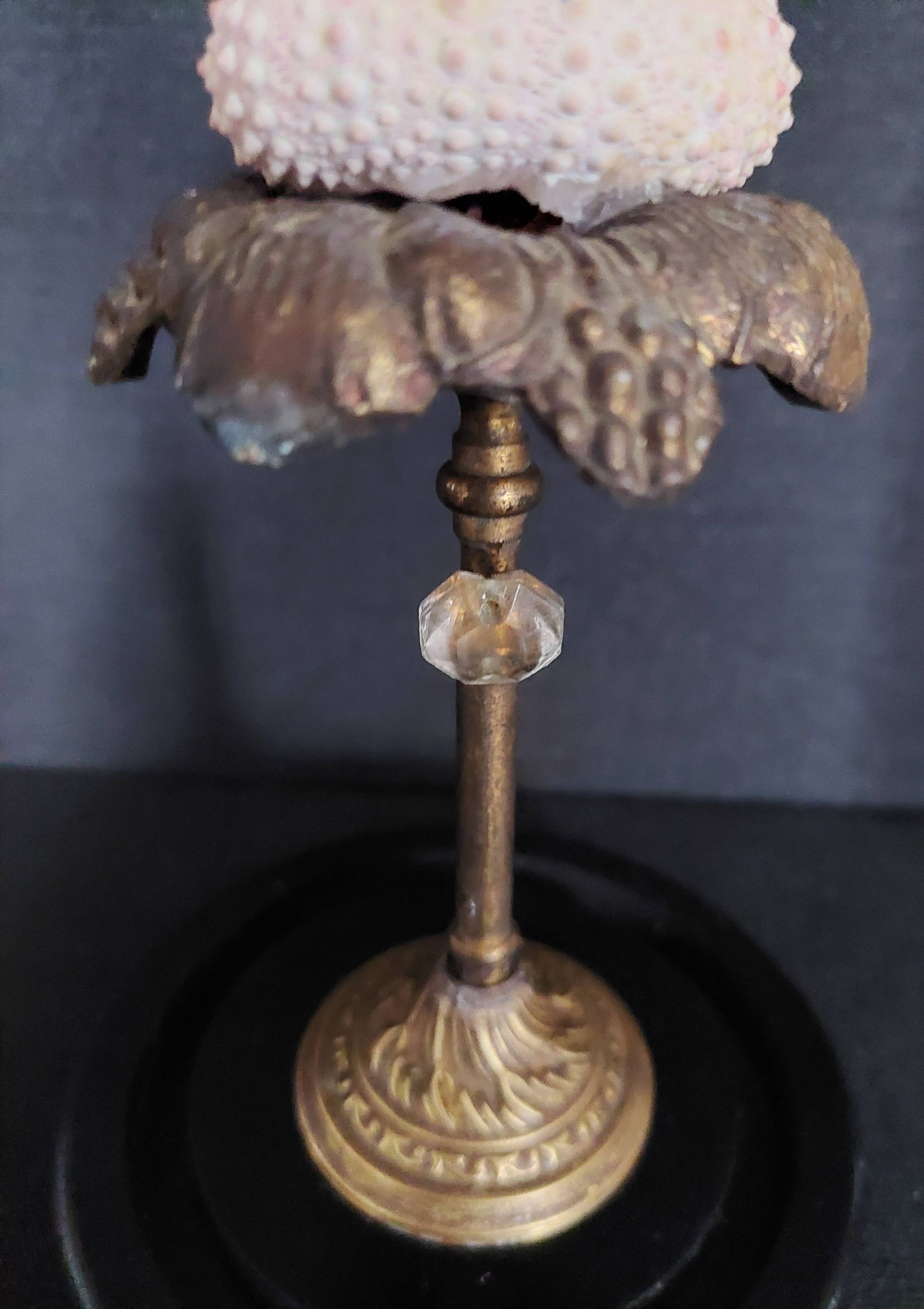 Cabinet of Curiosities globe with sea urchin paracentrotus lividus