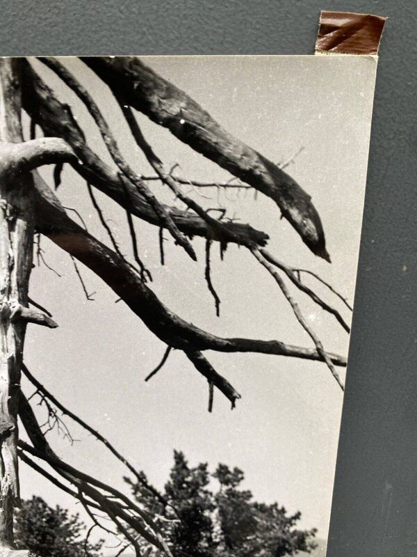 Photographie argentique Bernard Darot Ramure d'un arbre mort XXe