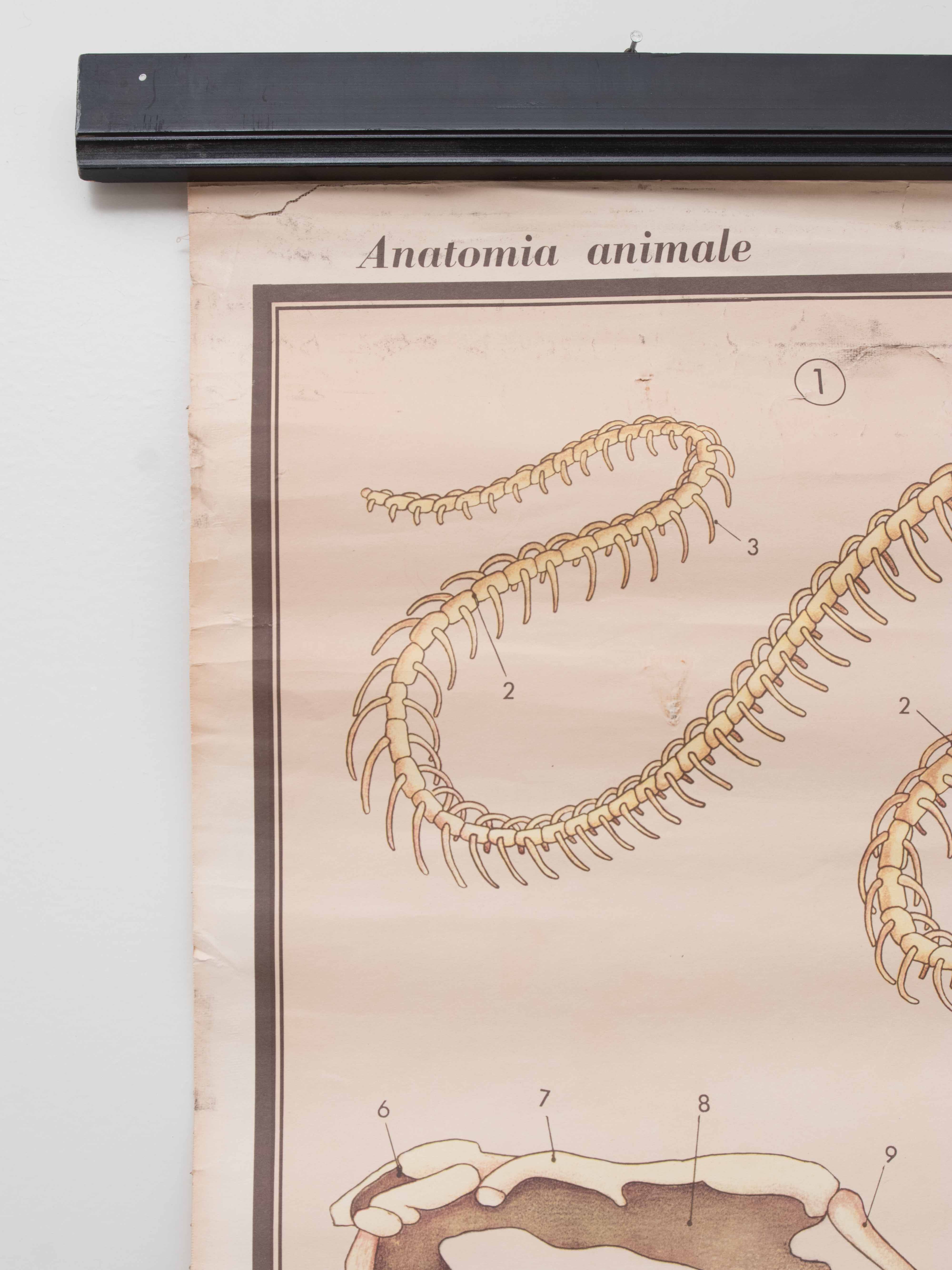 Vintage educational chart