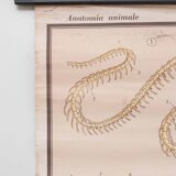 Vintage educational chart