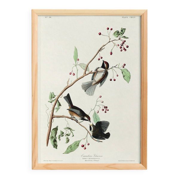 Affiche sur la Mésange du Canada, d’après une gravure ancienne de 1827.