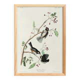 Poster about the Canada Chickadee, based on an old engraving from 1827.