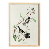 Affiche sur la Mésange du Canada, d’après une gravure ancienne de 1827.