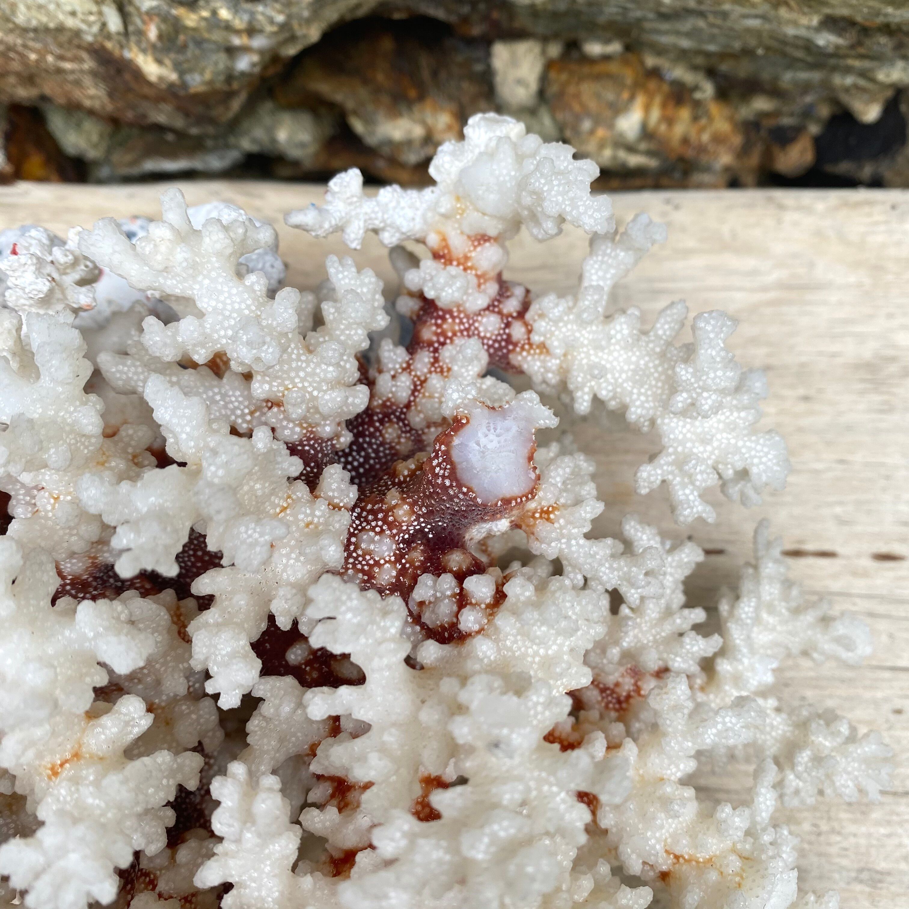 Grand corail blanc