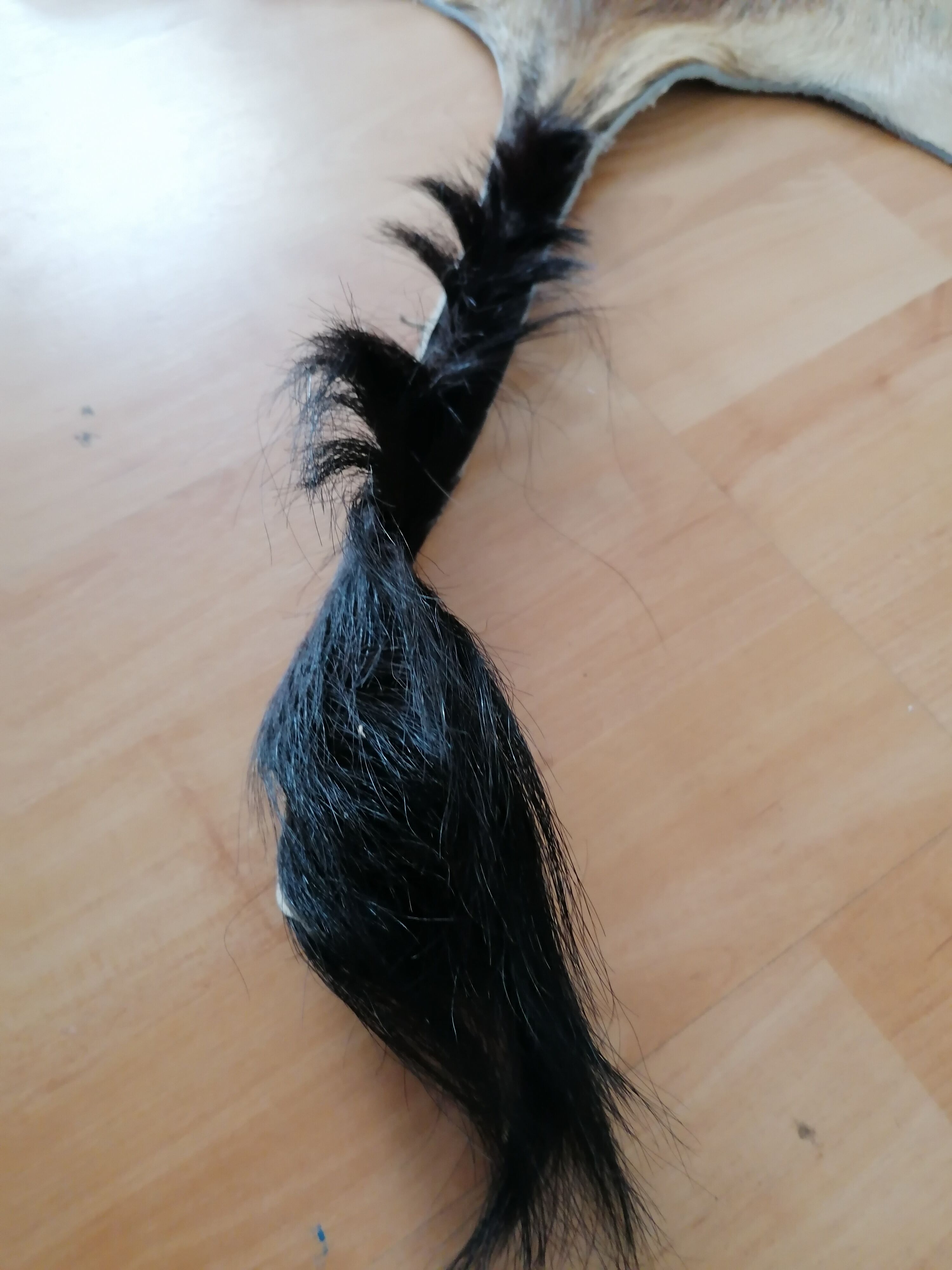 Skin of natural gazal antelope taxidermy