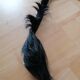 Skin of natural gazal antelope taxidermy