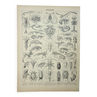 Old engraving 1928, Crustaceans, crab, marine fauna, sailor • Lithograph, Original plate