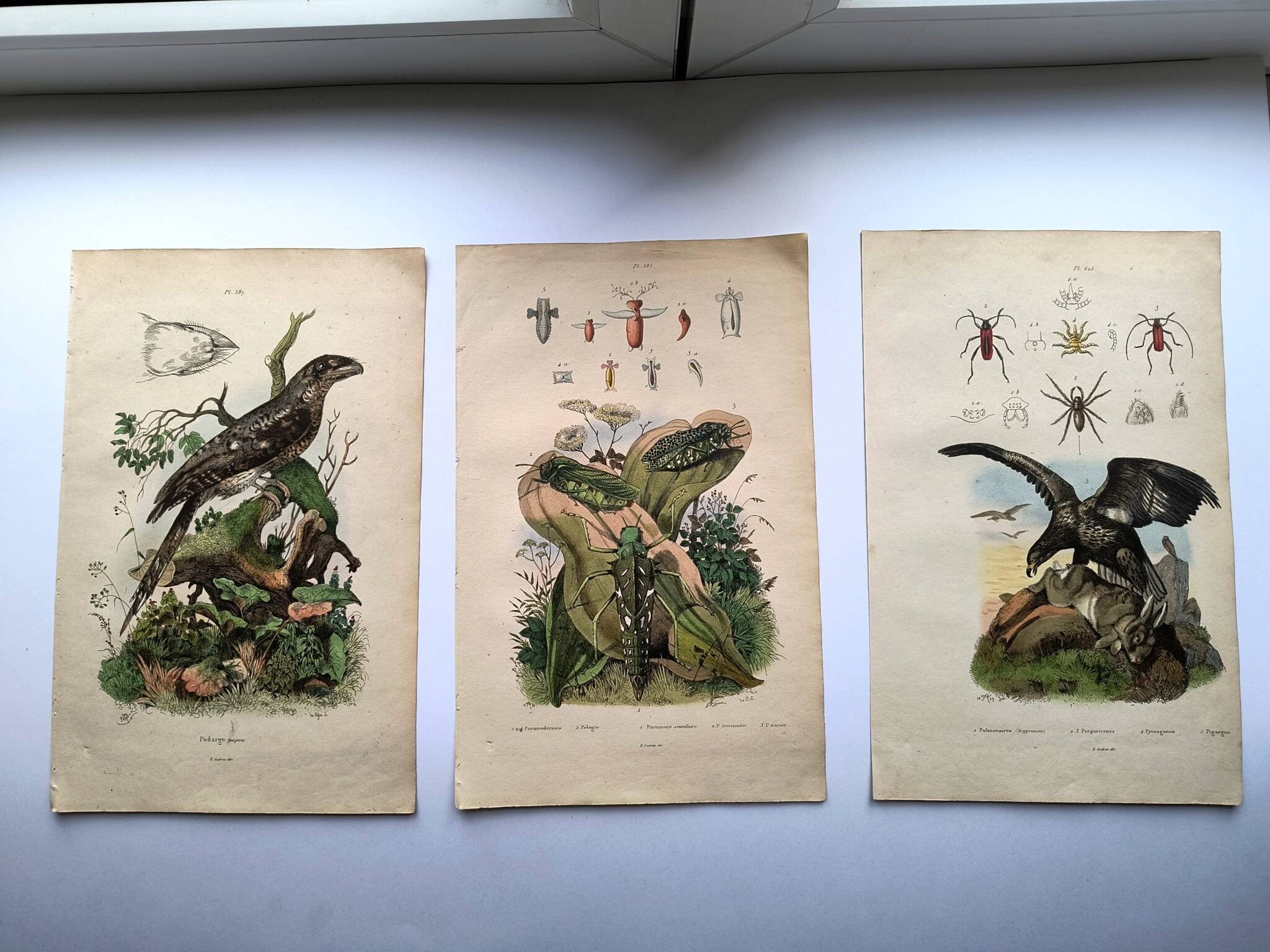 Lot of 3 old engravings from 1839 - Crickets and birds of prey - Colored plates