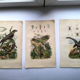 Lot of 3 old engravings from 1839 - Crickets and birds of prey - Colored plates