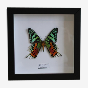Butterfly "Urania ripheus"