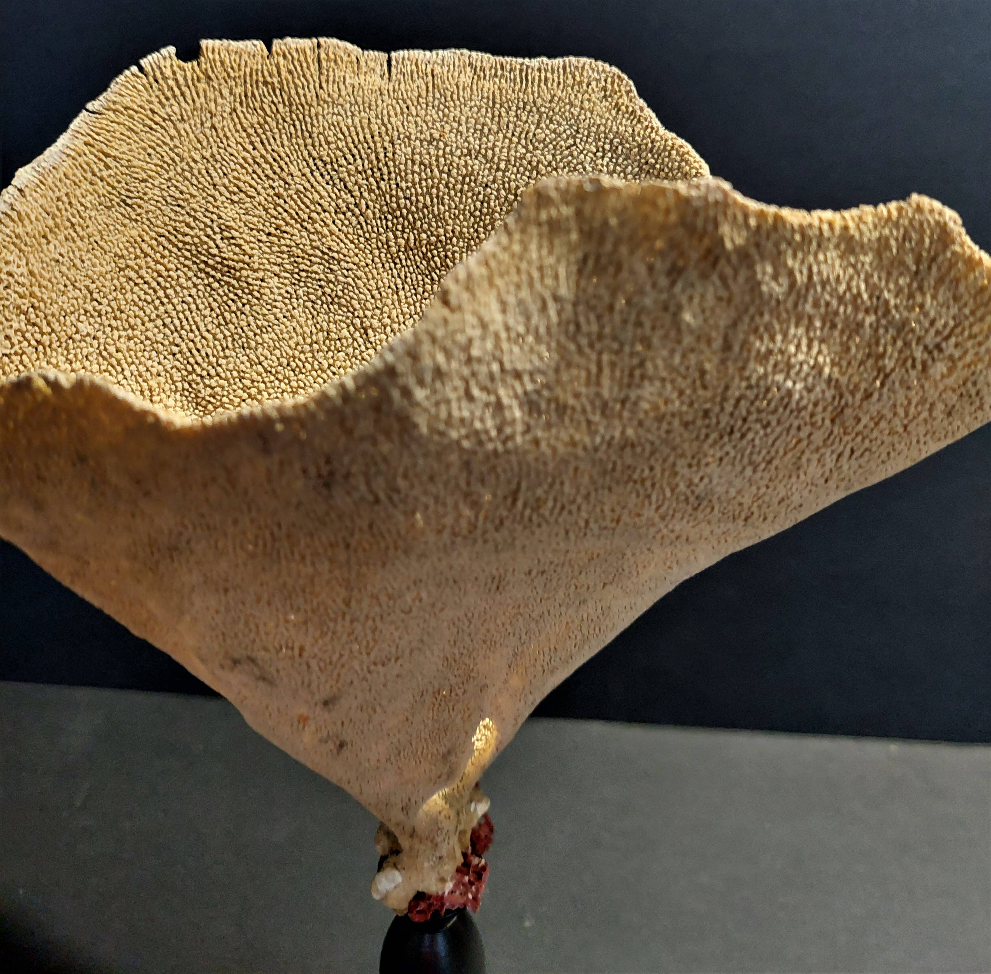 Cabinet of Curiosities sponge cut carteriospongia foliascens on base