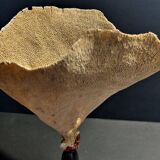 Cabinet of Curiosities sponge cut carteriospongia foliascens on base