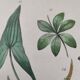 Botanical plate - plant leaves - Old hand-colored engraving from 1839